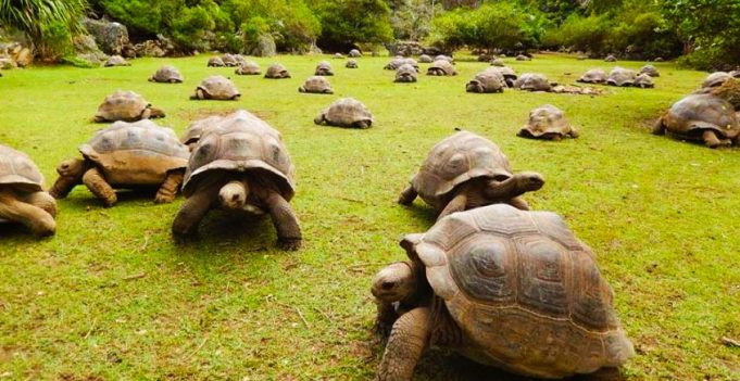 François Leguat Giant Tortoise Reserve